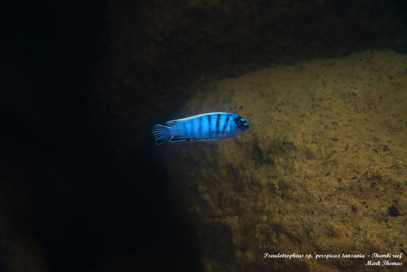 Pseudotropheus sp. 'perspicax tanzania' Thumbi Reef